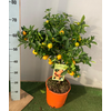 Citrus hystrix