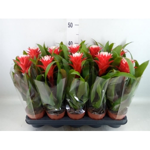 Guzmania 'Hope'
