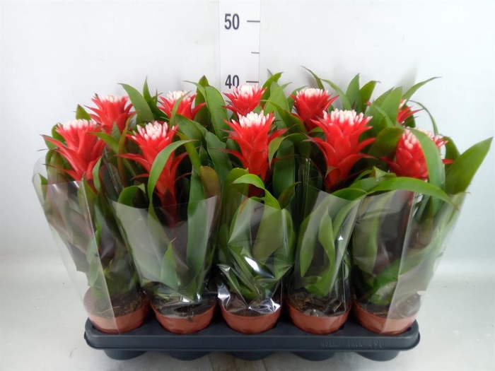 <h4>Guzmania 'Hope'</h4>