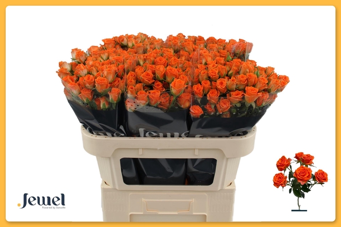 <h4>R TR PICANTO</h4>