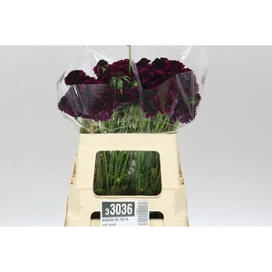 Scabiosa Atr Red Velvet Scoop
