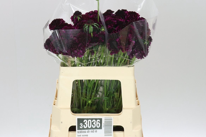 <h4>Scabiosa Atr Red Velvet Scoop</h4>