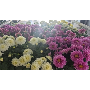 DAHLIA ROYAL GEM