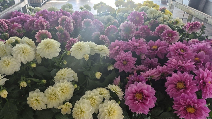 <h4>DAHLIA ROYAL GEM</h4>
