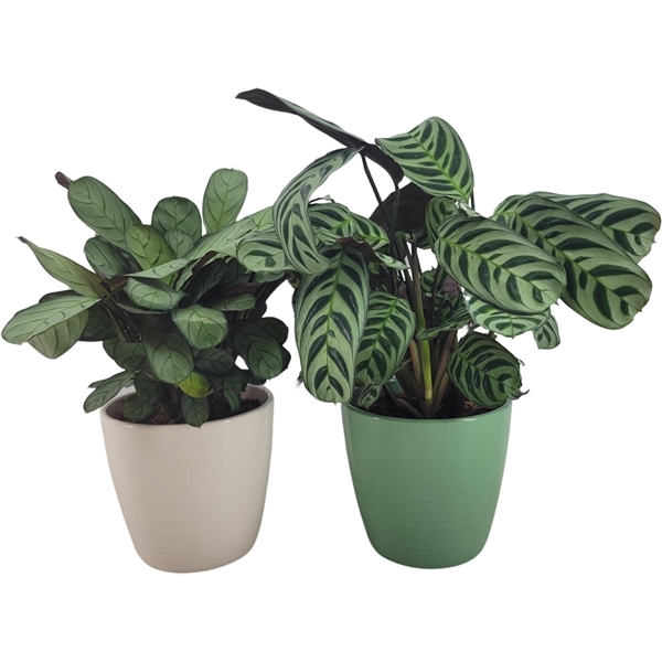<h4>Ctenanthe mix in keramiek</h4>