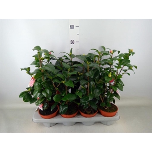 Camellia japonica