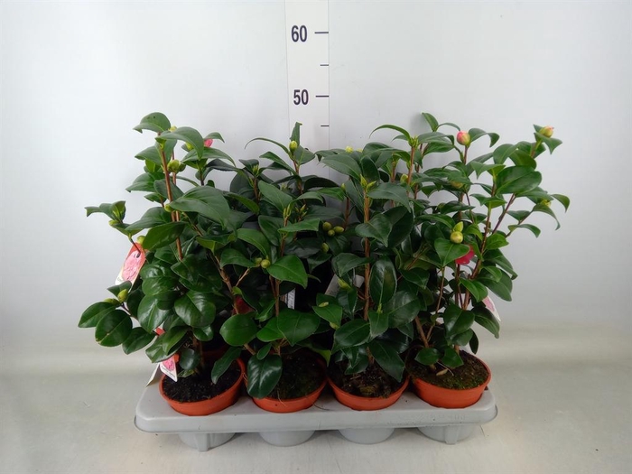 <h4>Camellia japonica</h4>