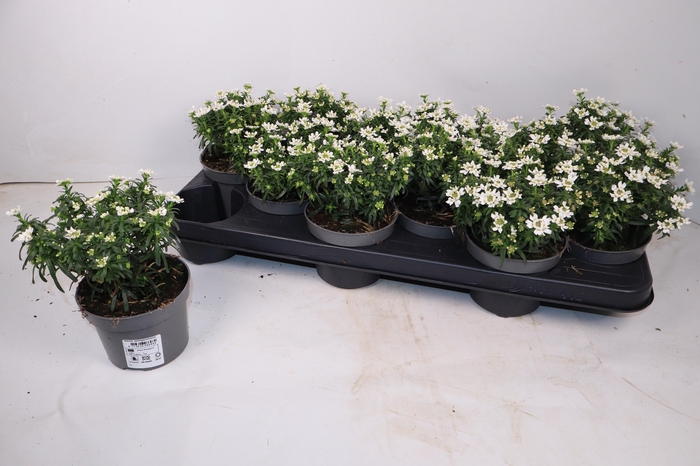 <h4>IBER SEMPERVIRENS</h4>