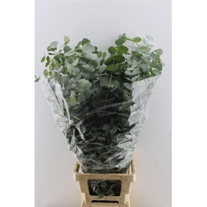 Euca Cinerea 100cm Xxl Per Stem