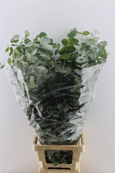 <h4>Euca Cinerea 100cm Xxl Per Stem</h4>