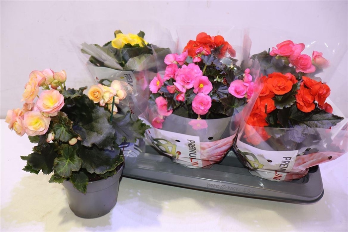 <h4>arr8 Beg Du Gem</h4>