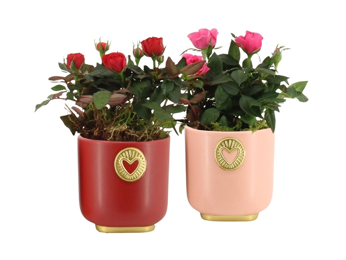 <h4>21788: Lovess arrangement</h4>