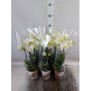 Phalaenopsis   ...white