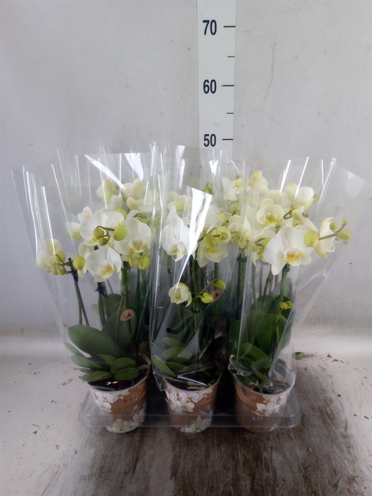 <h4>Phalaenopsis   ...white</h4>