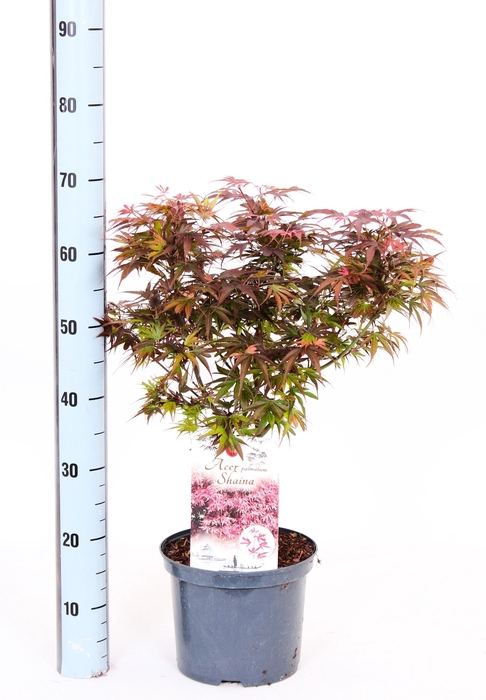 <h4>ACER PA SHAINA</h4>