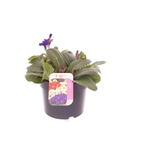 Primula elatior Veristar Late Blue