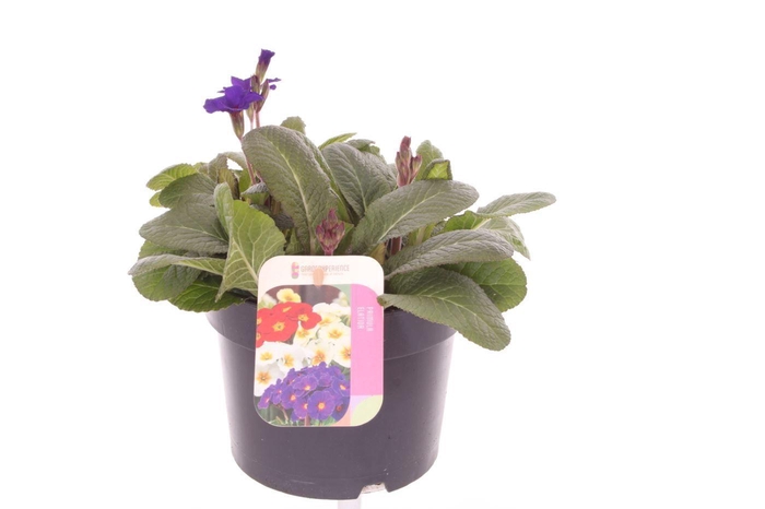 <h4>Primula elatior Veristar Late Blue</h4>