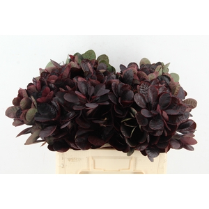 COTINUSBLAD ROYAL PURPLE