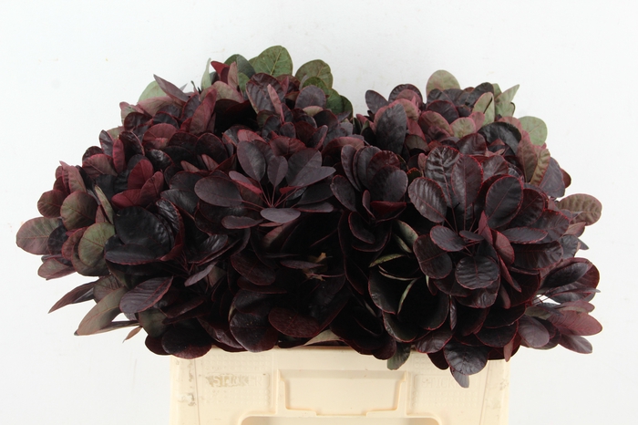 <h4>COTINUSBLAD ROYAL PURPLE</h4>
