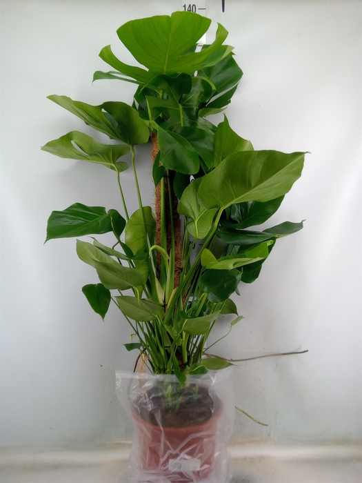 <h4>Monstera delic.</h4>