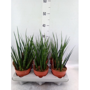 Sansevieria  'Fernwood'