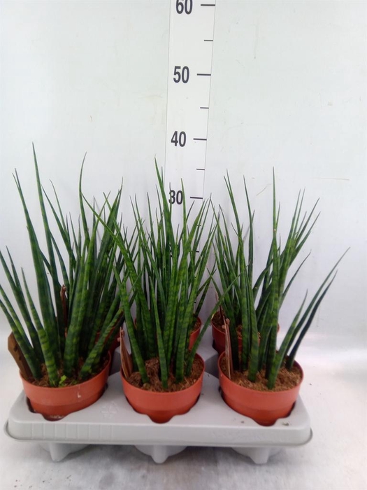 <h4>Sansevieria 'Fernwood'</h4>