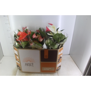 ANTHURIUM VARIADO P17