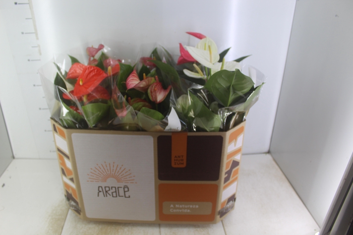 <h4>ANTHURIUM VARIADO P17</h4>