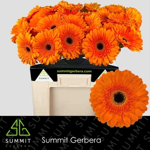 Gerbera Bonanza Water