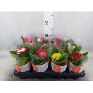 Gerbera  'Colourgame'   ...mix