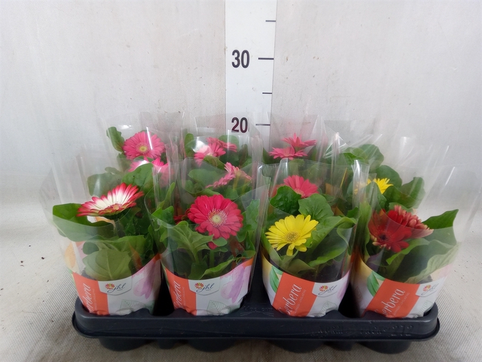 <h4>Gerbera  'Colourgame'   ...mix</h4>