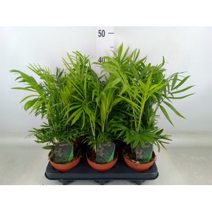 Chamaedorea elegans