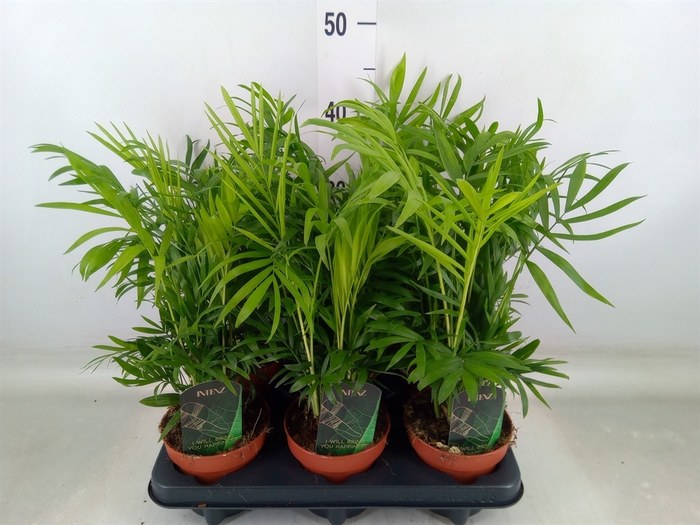 <h4>Chamaedorea elegans</h4>