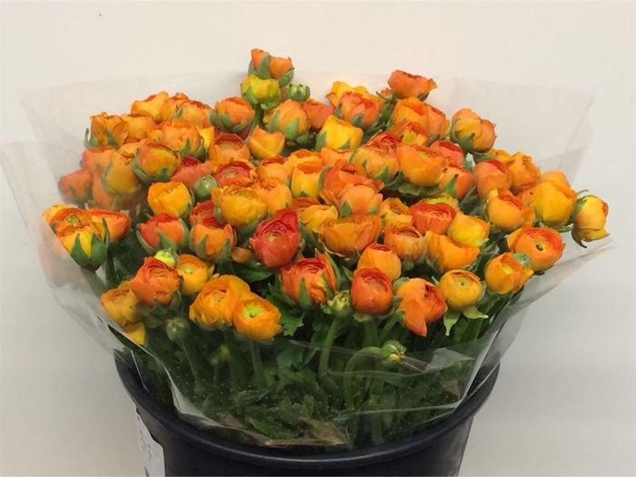 <h4>Ran El Orange Super</h4>