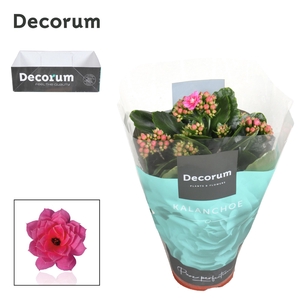 Kalanchoe Decorum - Pink