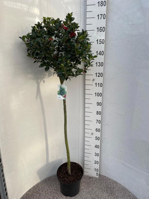 <h4>ILEX MESERVEAE</h4>