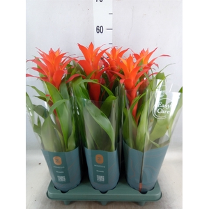 Guzmania  'Suerte Orange'