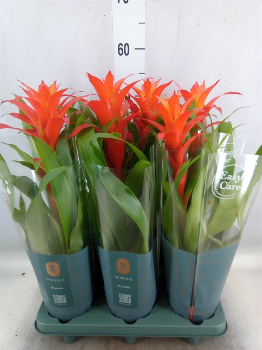 <h4>Guzmania  'Suerte Orange'</h4>