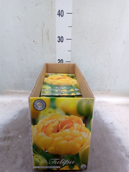 <h4>Tulipa   ...flowerbulbs</h4>