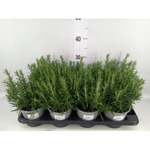 Rosmarinus officinalis   ...