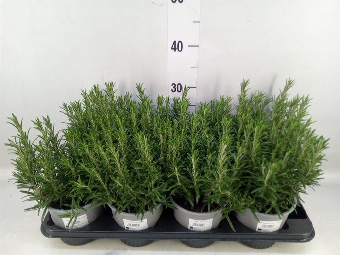 <h4>Rosmarinus officinalis   ...</h4>