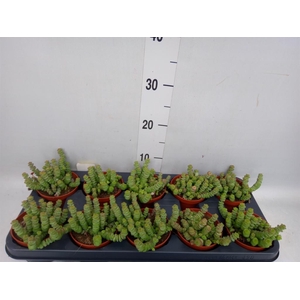 Crassula marnieriana
