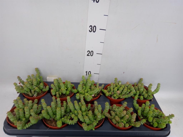 <h4>Crassula marnieriana</h4>