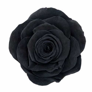 Rose Monalisa Black