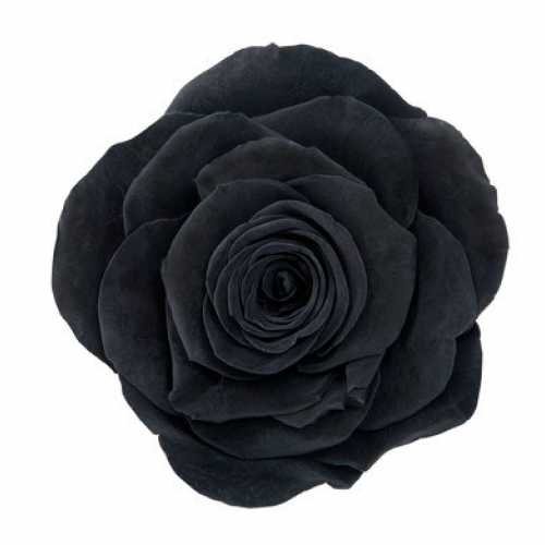 <h4>Rose Monalisa Black</h4>