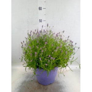 Lavandula angus. 'Essence Pure'