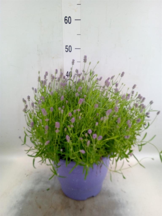 <h4>Lavandula angus. 'Essence Pure'</h4>