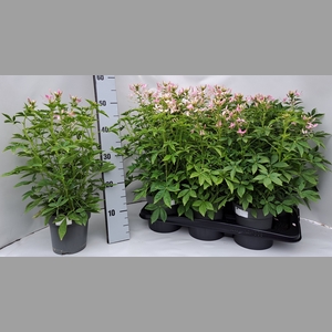 CLEOME