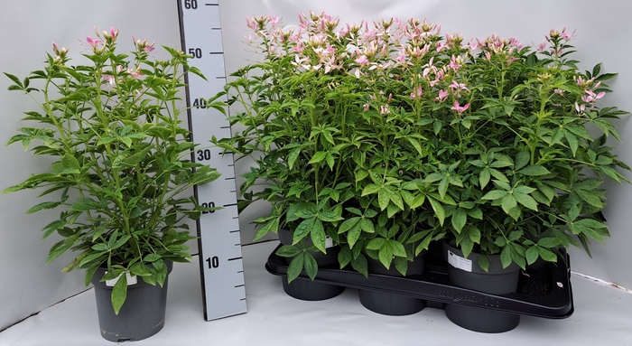 <h4>CLEOME</h4>