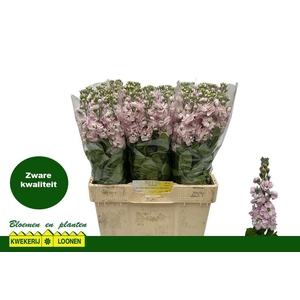 MATTH MILLA LIGHT PI